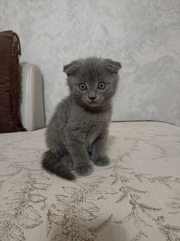 экзотическая короткошёрстная кошка: Шотландский вислоухий котёнок (Scottish Fold) - Окрас: однотонный