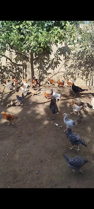 fermer təsərrufatı: 4 ayının içində olan superaktiv kənd çolpaları satılır, kəsməli təbbi — 5
