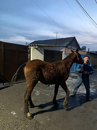 Лошади, кони: Продаю | Жеребенок | Рабочий — 10