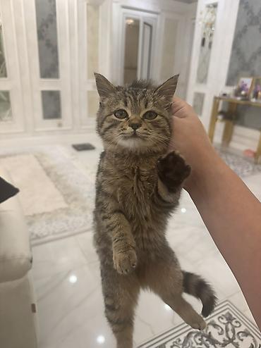 Отдам даром кошку: Кошка даром: Британская короткошёрстная, 3 месяца, Девочка, Приучена к лотку — 1