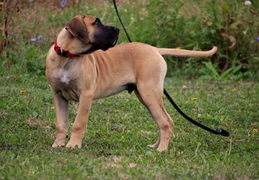 Psi: Štenci Presa Canario, ostenjeni 24.5.2023 godine. Kuba Kira je rođena — 19