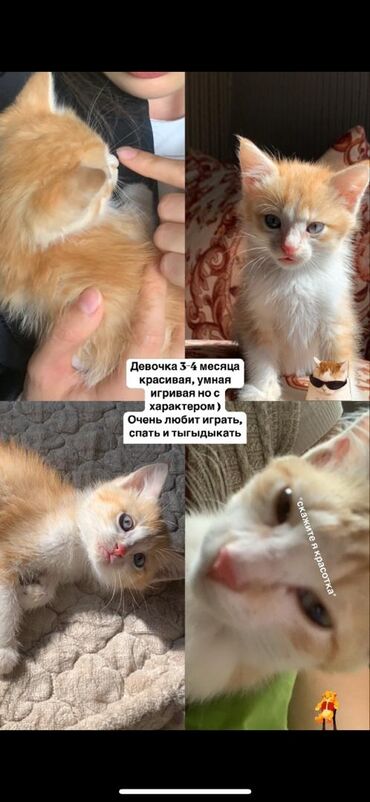 Кошки: Беспородная, 3 месяца, Девочка, Рыжий