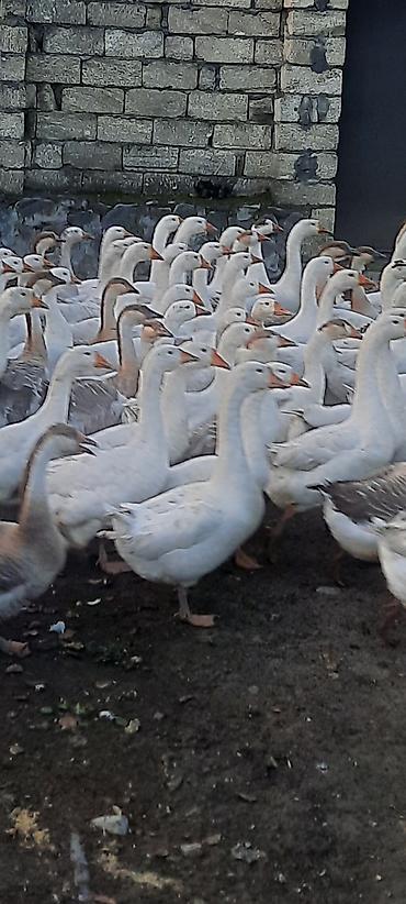 Qaz sürüsü – ev quşları - Növ: Ağ və boz tonlarda yerli qazlar -
