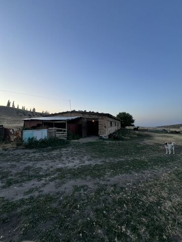 Коровы, быки: Продается кошара в селе Мураке, Московский район, территория участка 1 — 8