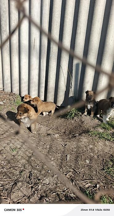 Отдам даром собаку: Отдам щенков Особенности: - шерсть плотная, короткая, легко — 6