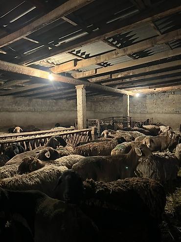 Продам с/х животных: Продаю | Овца (самка) | Для разведения — 3
