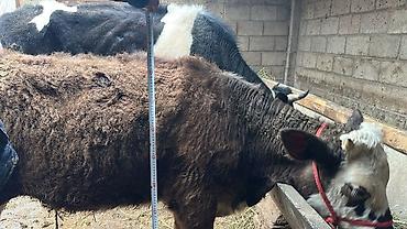 Коровы, быки: Продаю | Тёлка | Симментальская | На забой, Для разведения, Для молока | Не стельные, Племенные, Искусственник — 15