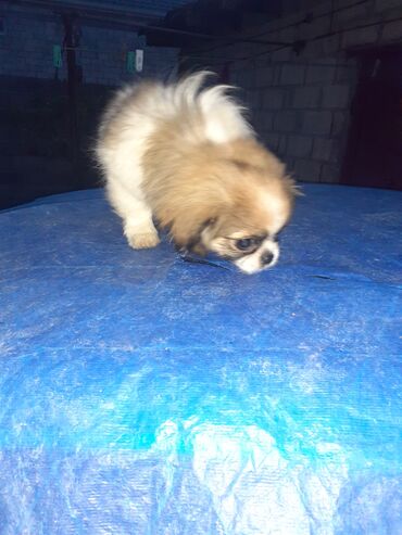 İtlər: Pekines, 2 ay, Dişi, Ödənişli çatdırılma — 7