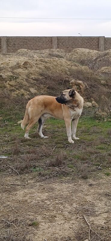 İtlər: Qurdbasar, 11 ay, Erkek, Peyvəndli, Ödənişli çatdırılma -da lalafo.az — 5 İtlər: Qurdbasar, 11 ay, Erkek, Peyvəndli, Ödənişli çatdırılma — 5