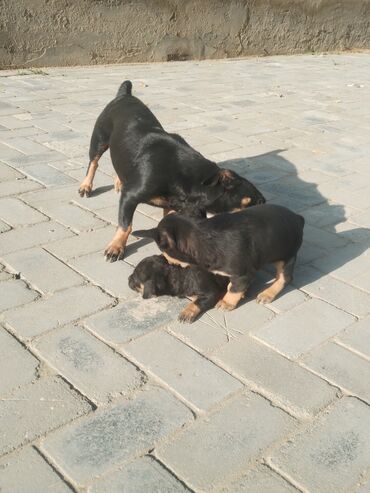 İtlər: Ingilis ov iti balalrı satlır bir erkey bir dişi itin anası cox agılı — 7