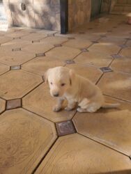 спаниель рабочий: Щенок светло‑кремового окраса (похож на ретривера/лабрадора по типу)