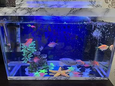 akvarium filtiri: Dördbucaq akvarium, Balıqlarla birlikdə, 18 l, Ödənişli çatdırılma, Ünvandan götürmə — 1