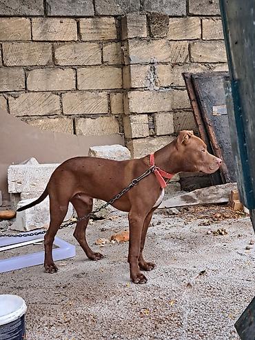 ev heyvanları satışı: Pitbul — 1