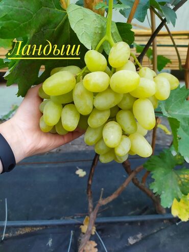 atomy каталог кыргызстан: Саженцы винограда! Продаем саженцы и черенки винограда, более 250