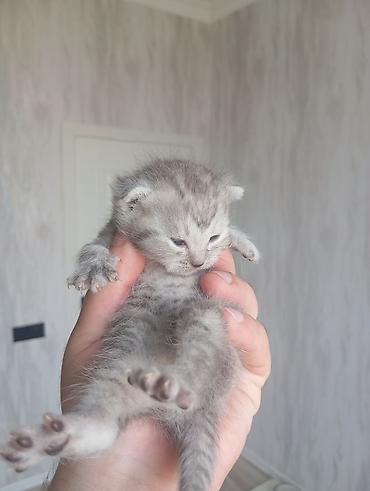 pekines itlerin satisi: Yaxşı əllərə — 4