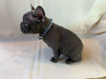 Άλλα: Beautiful French bulldog Puppies available for free adoption male