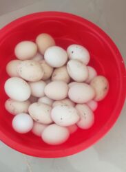 домик для собак: Kend yumurtasi 0.40 qepiy teze yumurta 60 toyugdu gundelikde olur 25