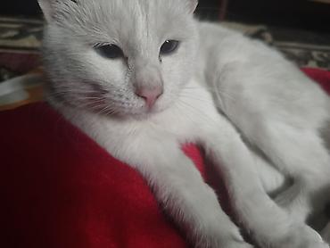 Кошки: Кошка даром: Беспородная, Мальчик, Приучена к лотку — 1