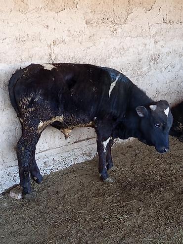 Коровы, быки: Продаю | Бык (самец) | На откорм — 7