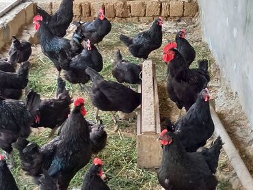 Toyuqlar: Toyuq, Australorp, Damazlıq, Ünvandan götürmə, Ödənişli çatdırılma, Rayonlara çatdırılma -da lalafo.az — 2 Toyuqlar: Toyuq, Australorp, Damazlıq, Ünvandan götürmə, Ödənişli çatdırılma, Rayonlara çatdırılma — 2