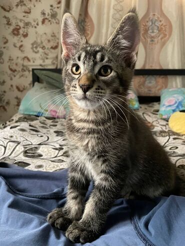 русская голубая кошка котята: Мейн-кун, 2 айлык, Эркек, Аргын, Лотокко барууга үйрөтүлгөн, Курттардан тазаланган