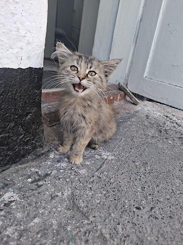 приют для котят: Кошка даром: Беспородная, 3 месяца, Девочка — 5