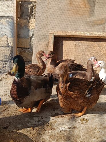 Ördəklər: 2 eded 6 ayliq yaxshi beslenmish ruan ordek(erkek dishi)cutu 125azn 5 -da lalafo.az — 7 Ördəklər: 2 eded 6 ayliq yaxshi beslenmish ruan ordek(erkek dishi)cutu 125azn 5 — 7