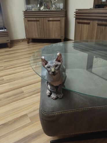 Pişiklər: Sfinks, Erkək, Dişi — 19