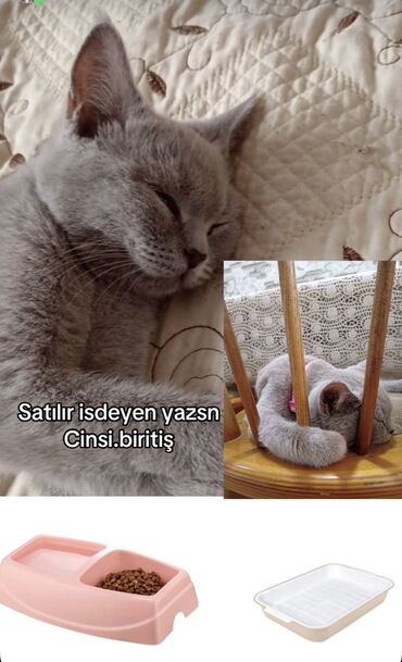 pişik cütləşdirmə: Britan, Dişi