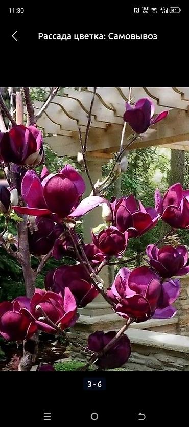 Газон: САЖЕНЦЫ САМШИТЫ саженцы кустарников саженцы магнолии саженцы олеандра at lalafo.kg — 3 Газон: САЖЕНЦЫ САМШИТЫ саженцы кустарников саженцы магнолии саженцы олеандра — 3