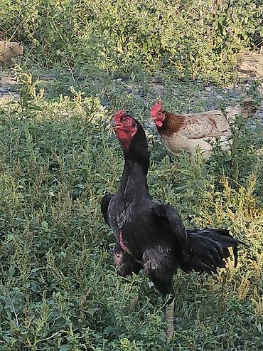 xoruz heyratı: Xoruz, Heyratı, il: 2 — 3