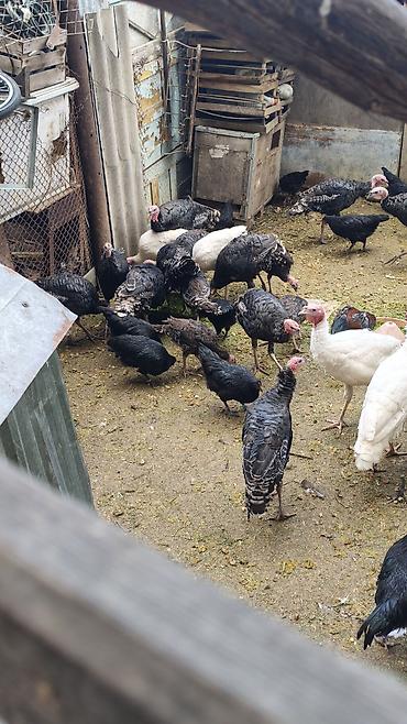 K/t heyvanları və malları: Məhsul: Hinduşka quşları tək tək satılmır qiymət maraq üçündü kom — 2