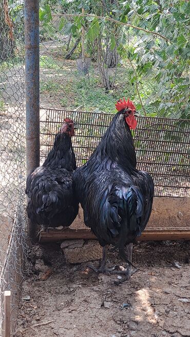 Toyuqlar: Toyuq, Australorp, Damazlıq, Pulsuz çatdırılma — 3