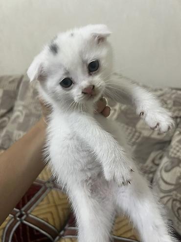 кошки сфинксы: Договорная
Два мальчика и одна девочка белая девочка на 3 фотке — 3