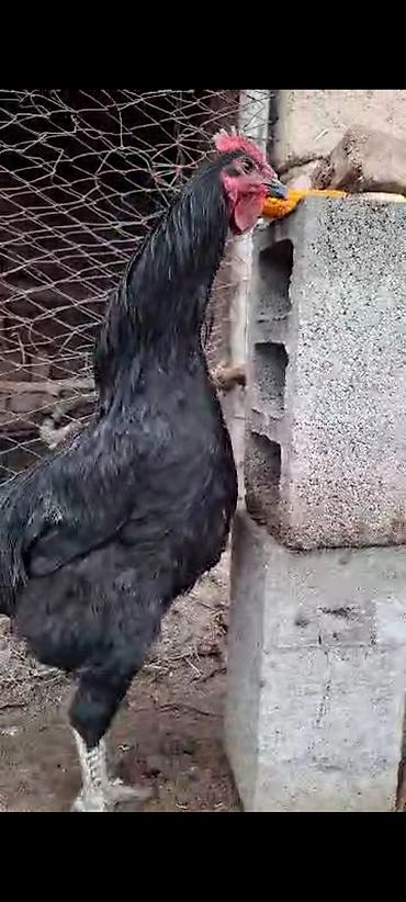 70 сом: Сатам | Короздор | Көбөйтүү үчүн — 2