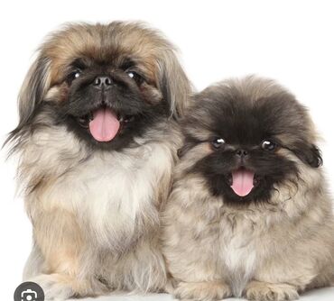 пекинес цена в баку: Pekines, 1 ay, Erkek