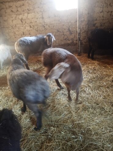 Бараны, овцы: Продаю | Баран (самец) — 1