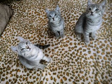 кошка с разными глазами: Скотиш Страйт (Шотландская прямоухая), 3 месяца, Мальчик, Приучена к лотку, Проглистована
