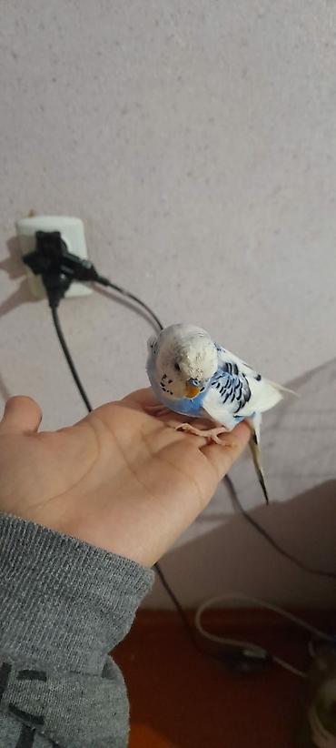 Tutuquşları: Ələ öyrəşmiş quşdu fikri ciddi olan vatcapa yazsin sumqayìt — 7