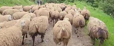 toyuq ucuz qiymete: Dişi, il: 1, Damazlıq, Pulsuz çatdırılma — 10
