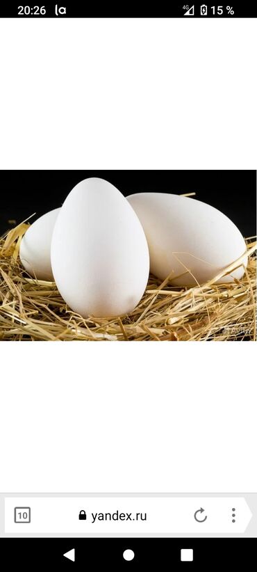 купить инкубационное яйцо в бишкеке: Продаю инкубационные яйца гуссиные