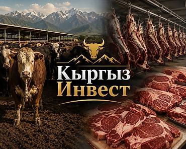Оборудование для бизнеса: 🐂 Kyrgyz_invest — ЭТ ӨНДҮРҮҮ ДОЛБООРУНА ИРИ ИНВЕСТОРЛОР КЕРЕК! — 1