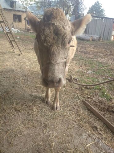 домик для кот: Продаю | Корова (самка) | Для молока | Привязанные