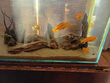 akvarium az: Dördbucaq akvarium, Balıqlarla birlikdə, 135 l, Ödənişli çatdırılma — 1