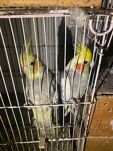 Nimfa (Cockatiel) cütü – boz-sarı rəng çalarını daşıyan, yanaqlarında