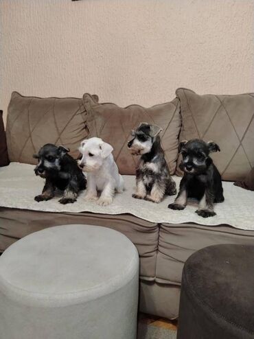 Psi: Patuljasti snaucer biber so najlepsi novogodisnji poklon za vase na lalafo.rs — 4 Psi: Patuljasti snaucer biber so najlepsi novogodisnji poklon za vase — 4