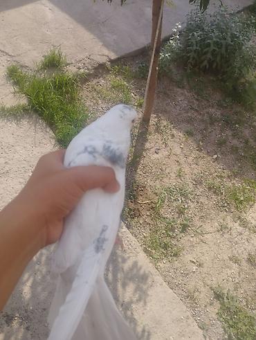 quşlar göyərçin: Ağ rəngli ev göyərçini - Rəng: əsasən ağ, boyun və bədəndə xırda — 1