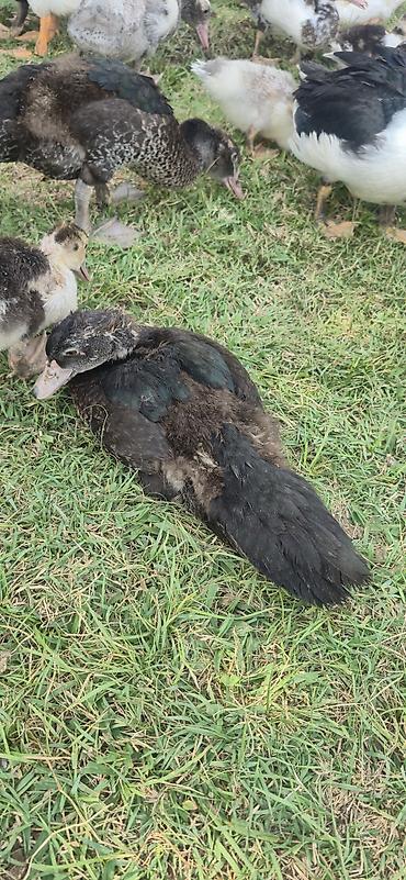 ordəy balası: Muscovy (indoutka) ördək balaları - Cins: Muscovy/indo ördək - Yaş — 1