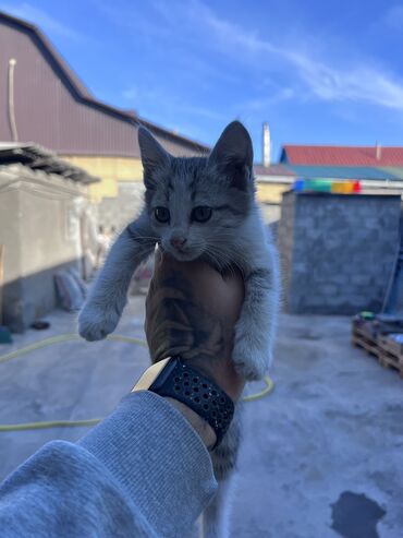 отдам кота в добрые руки: Мышык бекер берилет: Породасыз, 2 айлык, Ургаачы, Лотокко барууга үйрөтүлгөн, Курттардан тазаланган, Эмделген