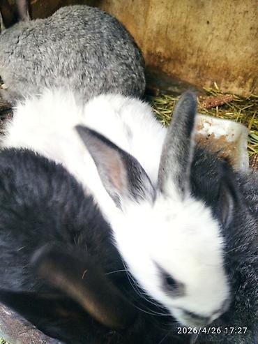 Кролики: Продаю | Крольчата — 5